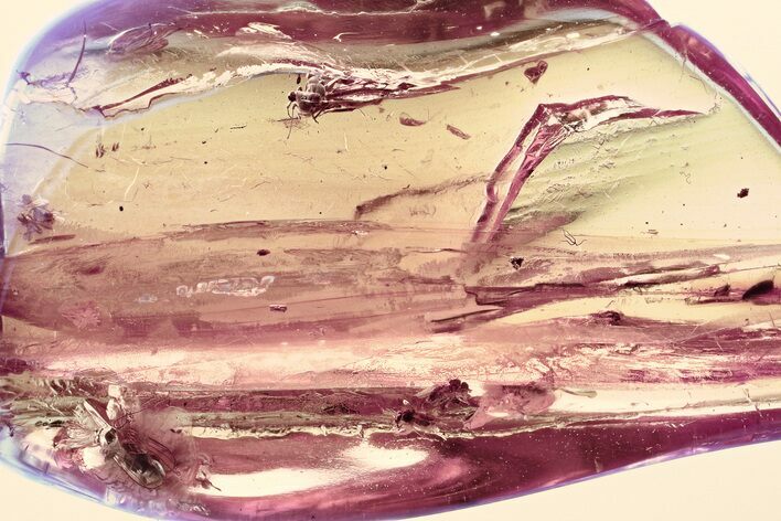 Detailed Fossil Barklouse, Flies, Wasp & Fungus Gnat In Baltic Amber #335863